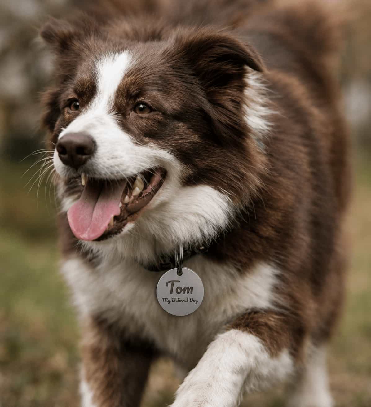 Dog wearing a titanium ID tag